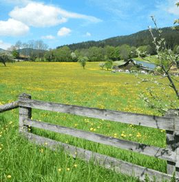 A meadow view